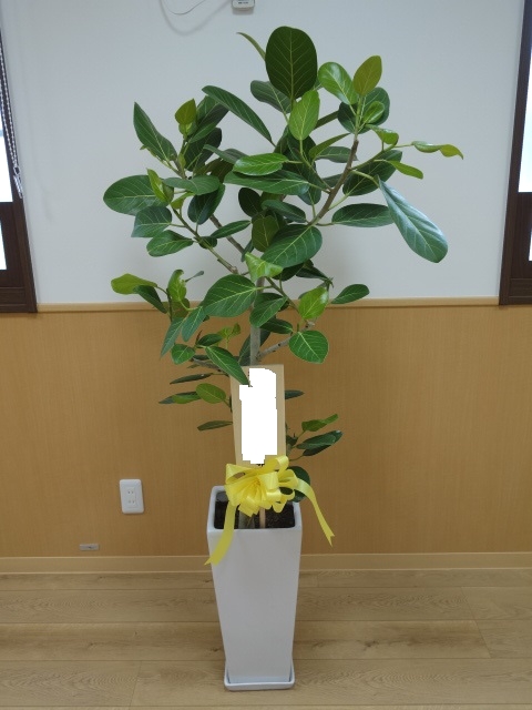 フィカスウンベラータ９号陶器鉢入り（ご開所祝い）の画像