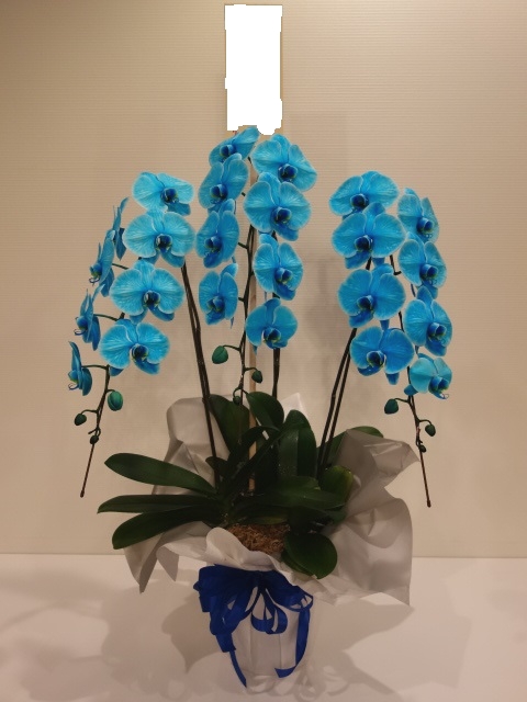 青い胡蝶蘭の画像